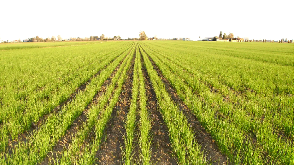 valimex|valimex 2|valimex 3